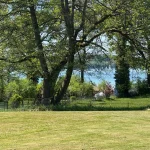 Das Bild zeigt eine grüne Wiese mit großen, ausladenden Bäumen an einem sonnigen Tag. Im Hintergrund ist ein Zaun zu erkennen, der möglicherweise ein Grundstück am Ammersee abgrenzt. Dahinter sind schemenhafte Ansichten eines Sees und einer kleinen Hütte sichtbar.