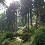 Das Bild zeigt einen Waldweg, umgeben von hohen Bäumen und grünen Sträuchern. Rechts im Vordergrund sind gestapelte Materialien, möglicherweise Bienenkästen, neben einem Haus zu sehen. Die Sonne scheint durch die Baumwipfel. Der String liefert keine relevanten Informationen zum Bild.