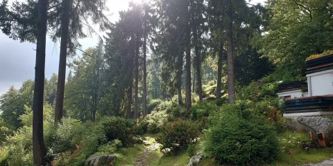 Baugrundstück am Ammersee mit Seeblick Das Bild zeigt einen Waldweg, umgeben von hohen Bäumen und grünen Sträuchern. Rechts im Vordergrund sind gestapelte Materialien, möglicherweise Bienenkästen, neben einem Haus zu sehen. Die Sonne scheint durch die Baumwipfel. Der String liefert keine relevanten Informationen zum Bild.